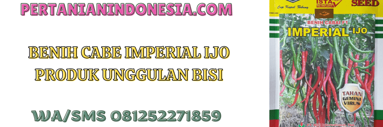benih,cabe,imperial ijo,bisi,pertanian indonesia